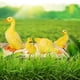 thumbnail image 3 of 4 figuras de pato de hadas para jardín, para estanque, exterior e interior. 4 piezas amarillo, 3 of 6