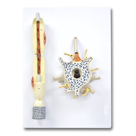Vision Scientific Neuron - 2 Parts
