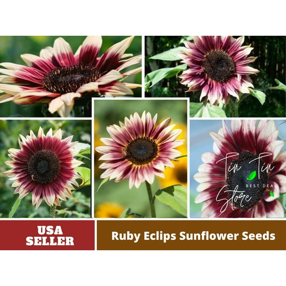 25 Seeds-Ruby Eclipse Sunflower Seeds#E002-Authentic Seeds-Flowers-Seeds-Rose seeds-Herb seeds-Vegetable Seeds-Mix Seeds for Plant-B3G1