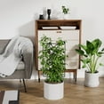 thumbnail image 5 of Kiskick Potted Plants Trellis Metal Plants Trellis for Indoor Outdoor Potted Flowers Hollow Leaf Design Climbing Support Stake for Houseplants Ivy Vines Heavy, 5 of 8
