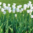 thumbnail image 5 of Colossal White Tulips, 6 Bulbs - Giant White Flowers- Attracts Bees & Butterflies - Easy Growing Sun Loving Perennial, 5 of 6