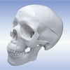 Walter Products Mini Human Skull with Brain