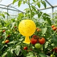 thumbnail image 3 of QARUN 1Pc Fruit Fly Traps Ball,Citrus Shaped Fruit Fly Traps,Flying Insects Ball for Indoor Outdoor House Kitchen Plants Trees Flying Insects (3.2 Inch), 3 of 7