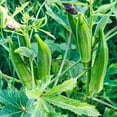 thumbnail image 3 of 5 paquetes de semillas de okra sin espinas Abelmoschus Moschatus Semillas de hortalizas para plantar, 3 of 7
