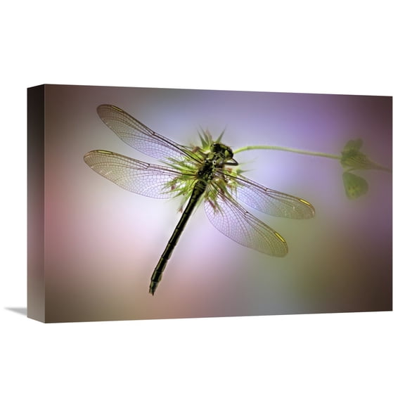 Global Gallery Jimmy Hoffman,'Green Dragonfly' Stretched Canvas Artwork