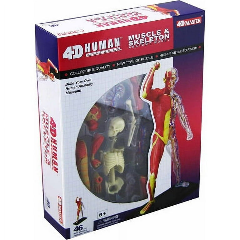 人体模型 KIKKERLAND 3D ANATOMIC PUZZLE MUSCLE MAN s-l400.jpg