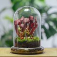 thumbnail image 2 of Campana de cristal Terrarium NCYP con forma de cúpula, 18,5 cm x 12 cm (sin plantas), 2 of 7