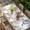 White Light Green Light Purple, variant on Spring Floral Table Cloths for 4 Foot Rectangle Tables, Daisy Sunflowers Wisteria Hummingbird Beige Patio Waterproof Elastic Fitted Tablecloths, Washable Rectangular Table Cover for Camping
