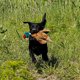 thumbnail image 4 of Shulemin - Juguete con sonido para perros, suave al tacto, para limpiar los dientes, de peluche, simulado de nutria, pato Caragana, juguete de peluche chirriante para perros de interior, 4 of 8