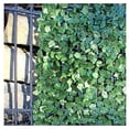 thumbnail image 6 of ALEKO Artificial Ivy Leaf Privacy Screen Fence - 94x39 inches - Pack of 4, 6 of 6