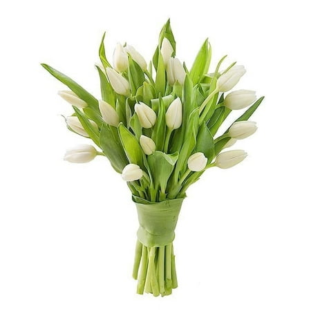 KaBloom: 20 White Tulips without vase Next-Day Delivery Gift for Every Occasion. KaBloom: 20 White Tulips without vase Next-Day Delivery Gift for Every Occasion.