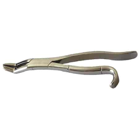 11" Wolf Tooth Extraction Forceps Hand Crafted Stainless Steel Dental Equine
