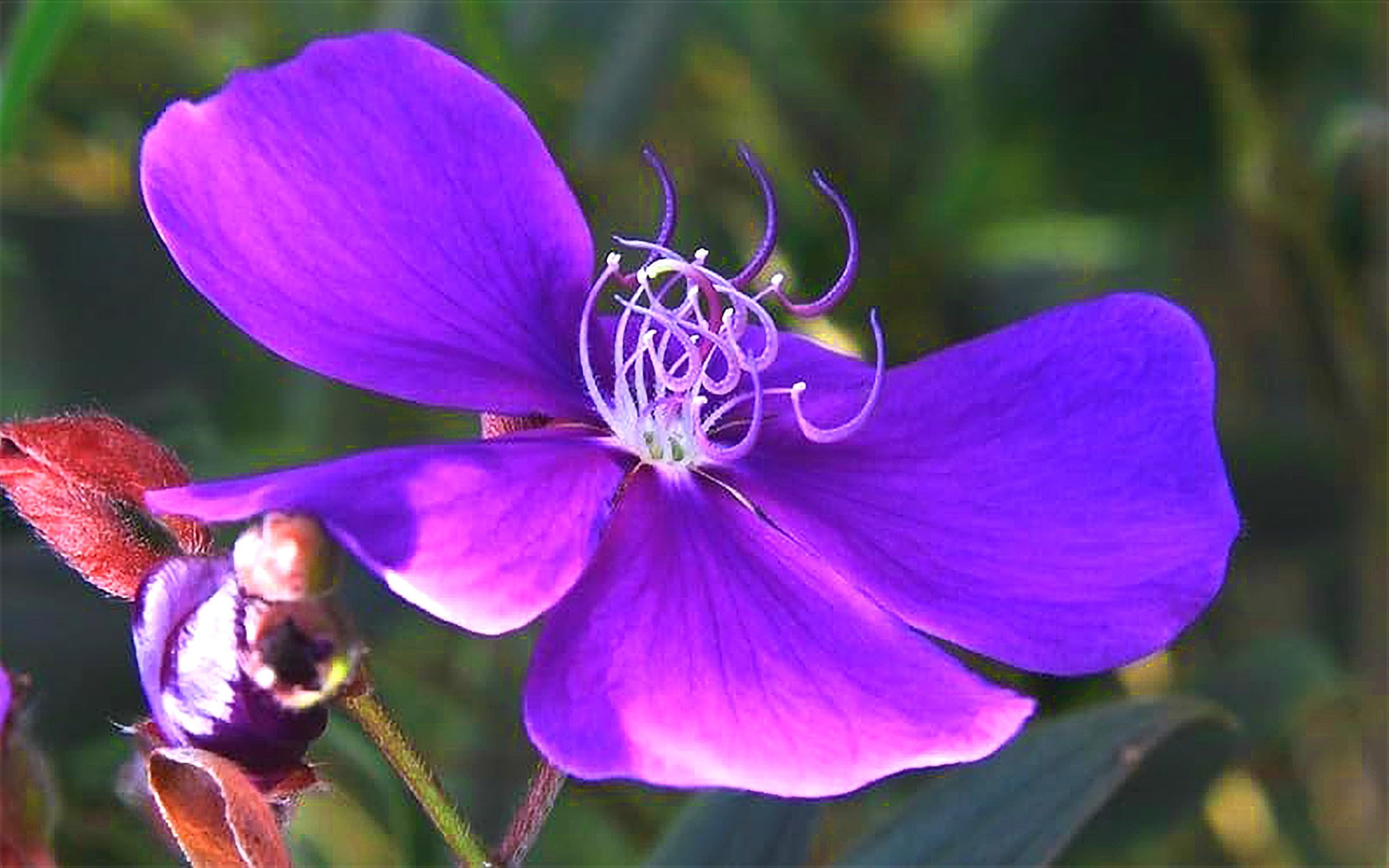 Tibouchina Dwarf Princess Flower I 10 Live Plants I Lepidotal Compact Size, Eye-Catching Purple Blooms, Heat-Tolerant, Ideal for Small Gardens and Containers