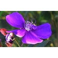 thumbnail image 4 of Tibouchina Dwarf  3 Extra Large 3 Gallon Plants  Tibouchina granulosa Compacta  Vibrant Purple Blooms  Garden Showstopper, 4 of 8