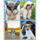 thumbnail image 3 of Dog Goggles, Adjustable Pet Sunglasses, Anti-uv Dust Proof Goggles, Waterproof, 3 of 3
