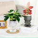 thumbnail image 1 of Fiudx Maceta Autoabsorbente, Transparente, para Almacenar Agua, Fácil de Cuidar, de Plástico, Elegante Decoración para El Hogar, Sala de Estar, Comedor, Dormitorio, Ideal para Amantes de Las Plantas, 1 of 7