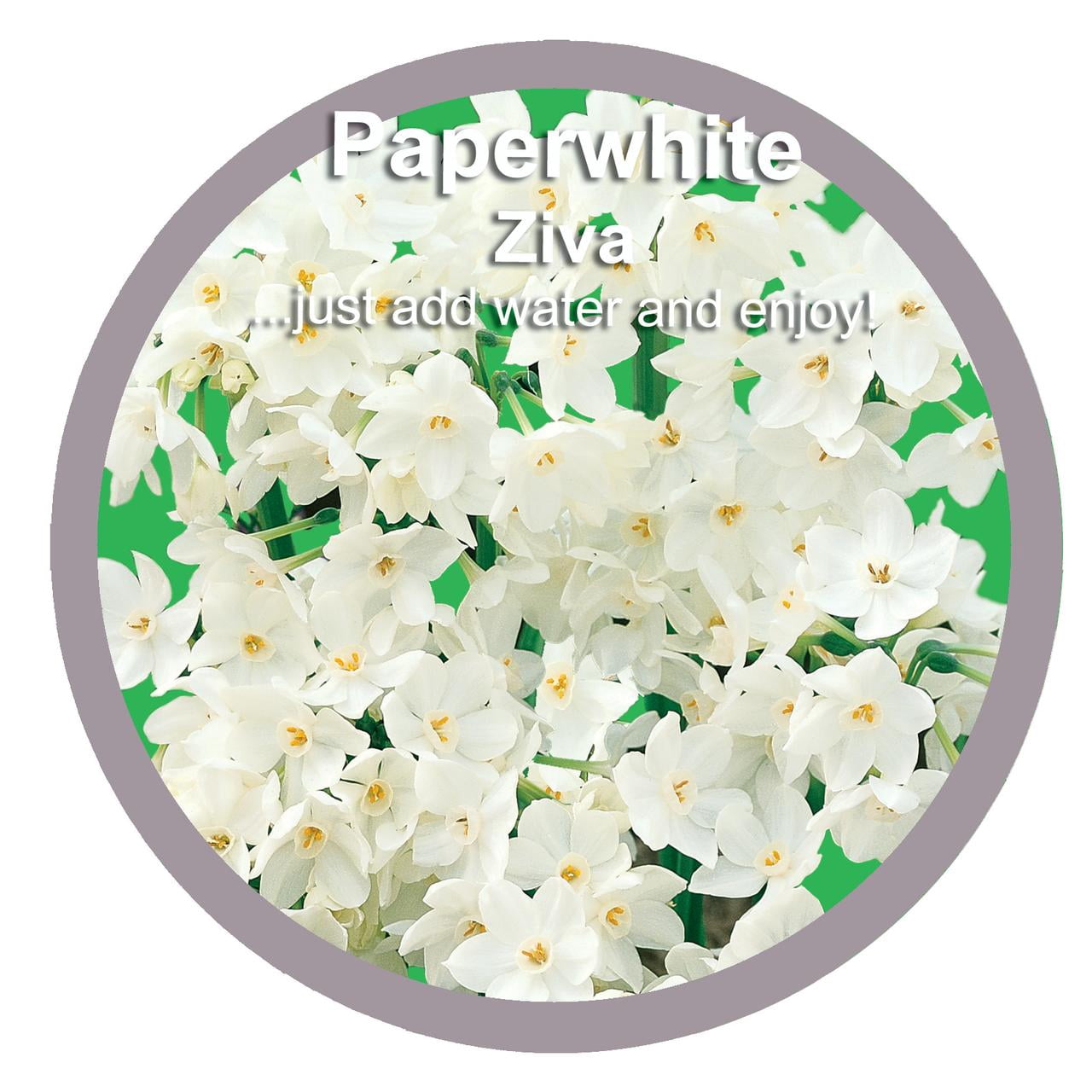 EuroBlooms Paperwhite Ziva Live Plants in 6 Inch Decorative Silver Pot