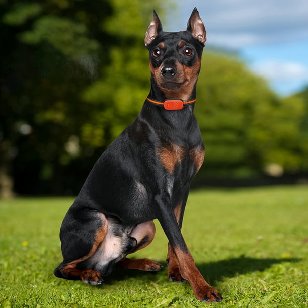 Localizador de mascotas G51 2G 4G, localizador GPS antipérdida para mascotas, resistente al agua para perros, gatos y animales JShteea Nuevo