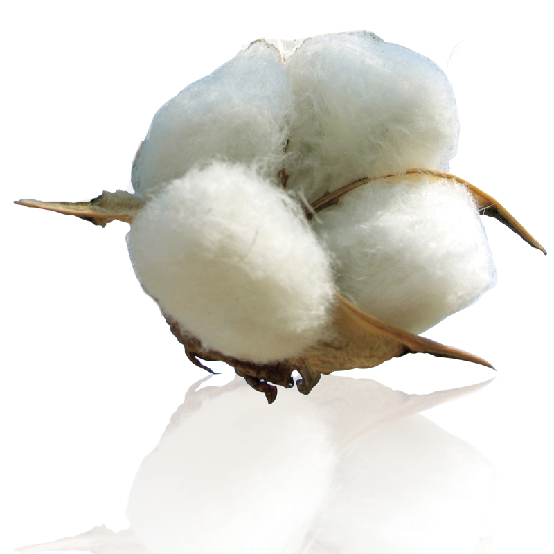 sealy nature couture cotton bliss