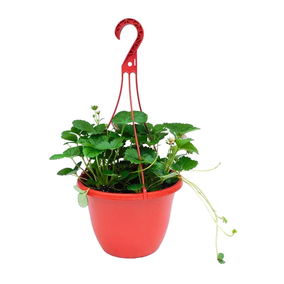 10po Jardinière Suspendu de Fraises - Plante Vivante en jardiniere de 10po (Article Unique)