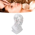 thumbnail image 1 of Acupuncture Point Head Model, Meridians Head Model Decoration Soft  For Massage Shop For Novice, 1 of 8