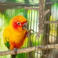 Parrot Standing Pole Parakeet Perch Bird Perches for Cage Budgerigar