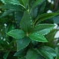 thumbnail image 5 of 4 Ft Artificial Laurel Tree, Triple Ball Topiary Potted Plant with Realistic Moss & UV Protection, for Indoor and Outdoor Decor in Living Room, Patio, or Entryway, 5 of 7