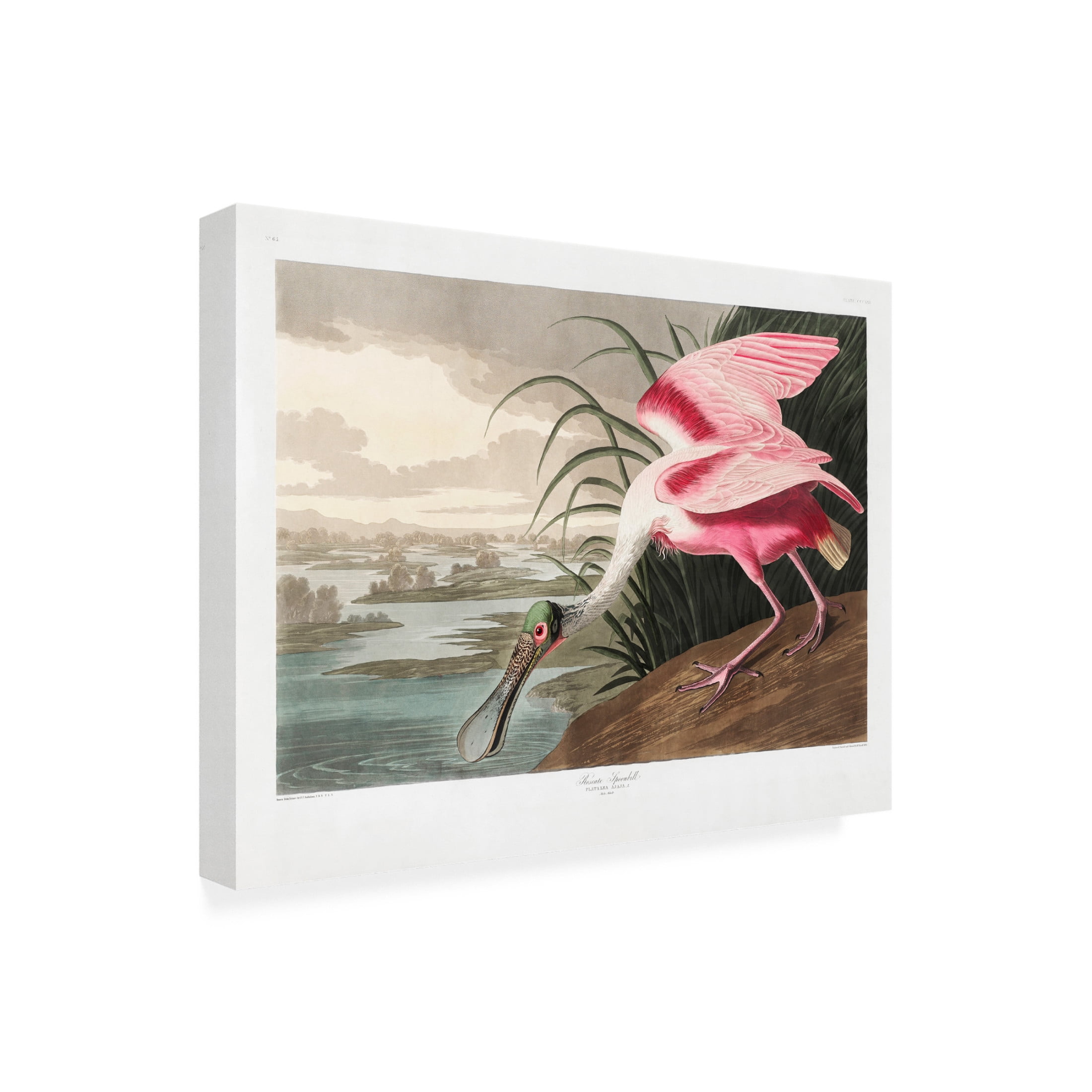 Trademark Fine Art Pictufy   Roseate Spoonbill From Birds of America 1827 Canvas Wall Art