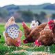 thumbnail image 4 of Ganfancp 2022 Silla de Aves para Gallinas Delantal de Pollo con Correa Elástica Chaqueta de Pollo con Correa Protector de Aves Fijador de Plumas de Gallina Elegante Disfraz para Espectáculos Ajuste L, 4 of 5
