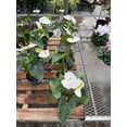 thumbnail image 4 of RedCrocus Flamingo Flower Anthurium - Assorted Indoor Plant, Bright Evergreen Foliage, Year-Round Blooms, Pet-Friendly, Container & Garden Use  6" Pot, 4 of 28