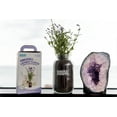 thumbnail image 4 of Back to the Roots Windowsill Lavender Planter, Lavender Grow Kit, 4 of 10