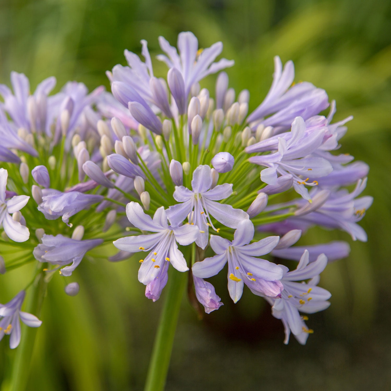 Neverland Agapanthus 'Lily of the Nile 