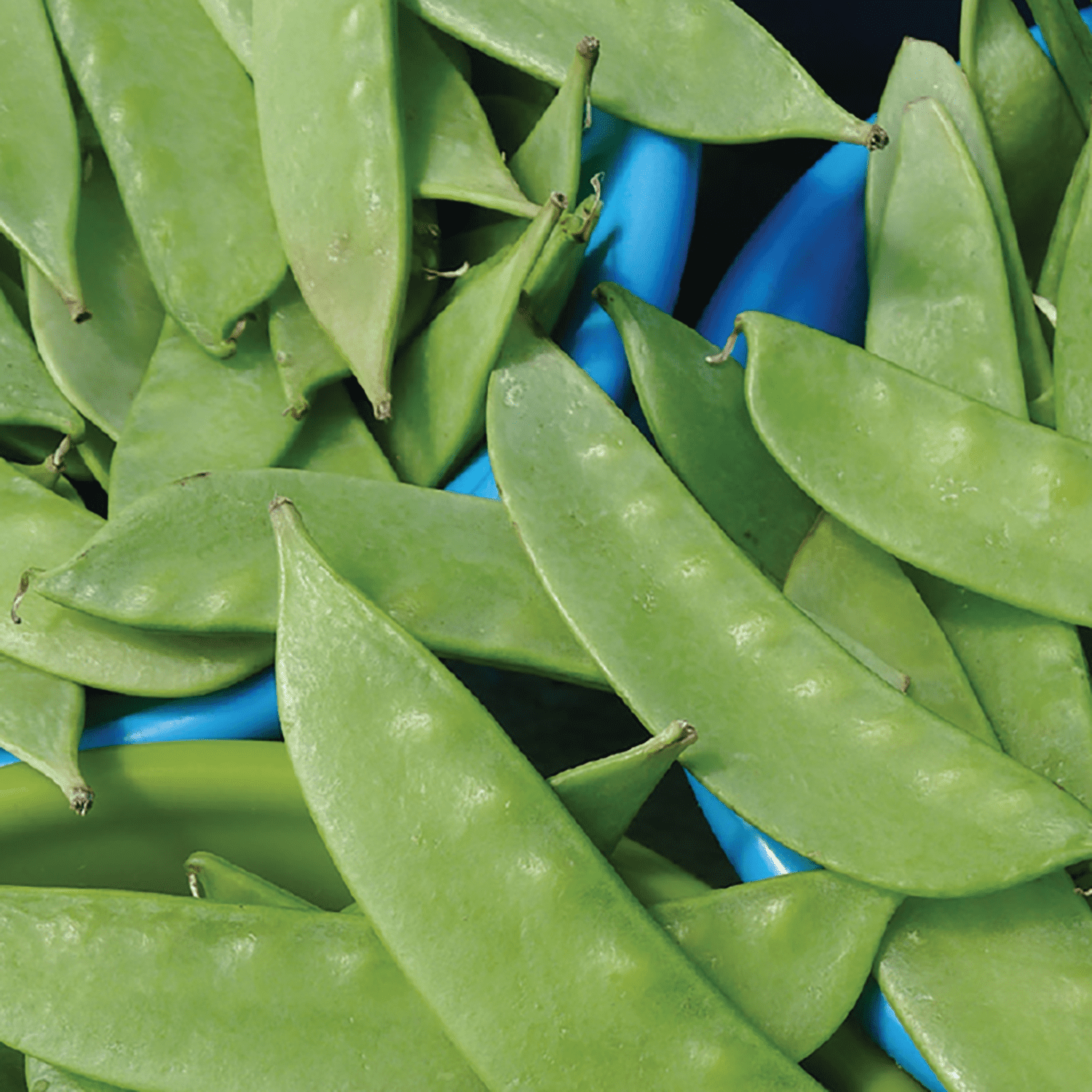 Ferry-Morse 1G Pea Melting Sugar Snow Vegetable Plant Seed Full Sun