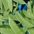 thumbnail image 4 of Ferry-Morse 8.5G Pea Melting Sugar Snow Pea Annual Vegetable Seeds, Full Sun, 4 of 10