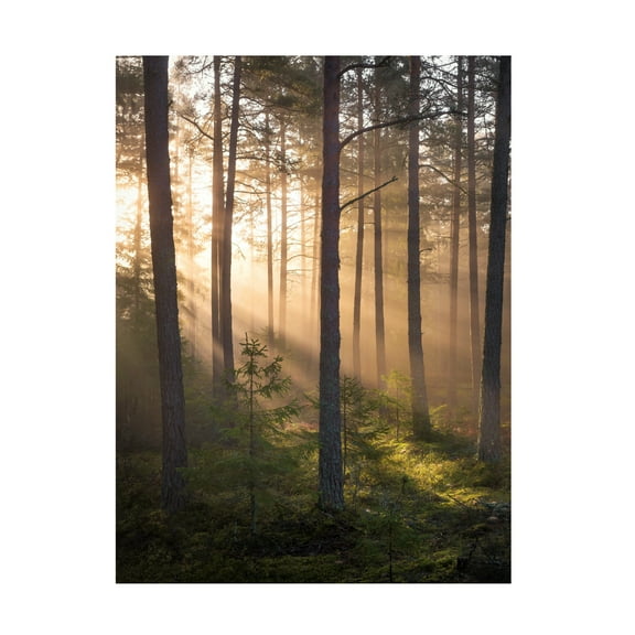 Canvas Wall Art - Christian Lindsten 'Foggy Forest' Wall Art for Living Room, Bedroom, or Office Décor by Trademark Fine Art - 14 x 19 Inches
