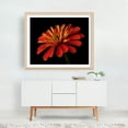 thumbnail image 4 of Red Zinnia - Photography Floral Flowers Botanical Nature Garden Summer Scenic Unframed Wall Art Print 22 x 28 inches, 4 of 5
