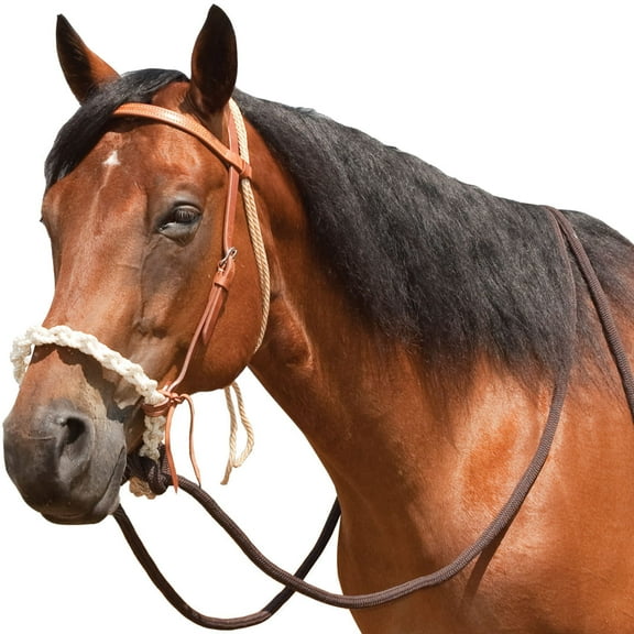 Mustang Breaking Hackamore