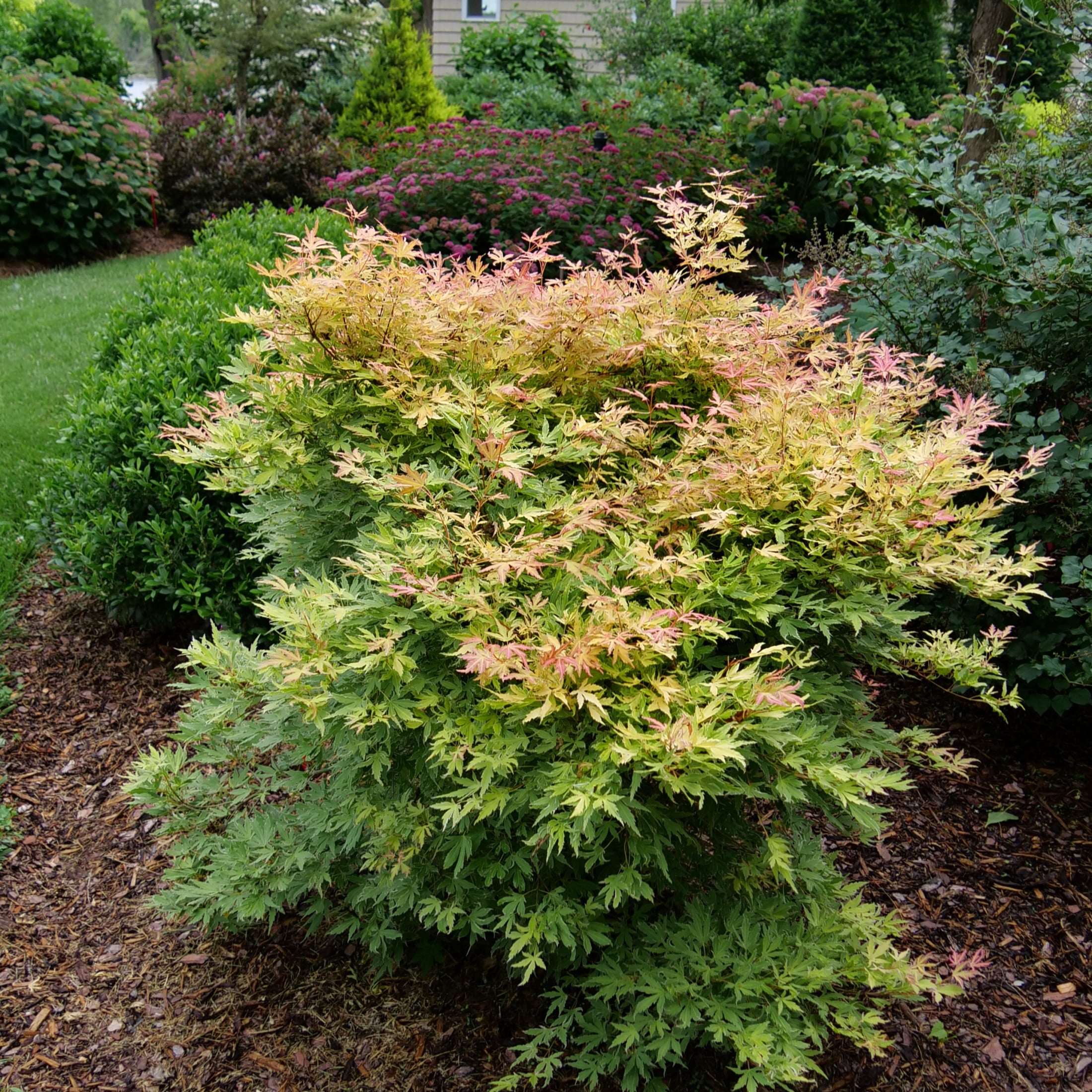 Proven Winners ColorChoice 5" Metamorphosa Japanese Maple Live Plant in 4.5" Pot (4 Count)