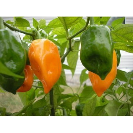 Habanero Pepper Plant - Non-GMO - Two (2) Live Plants - Not Seeds - Each 3