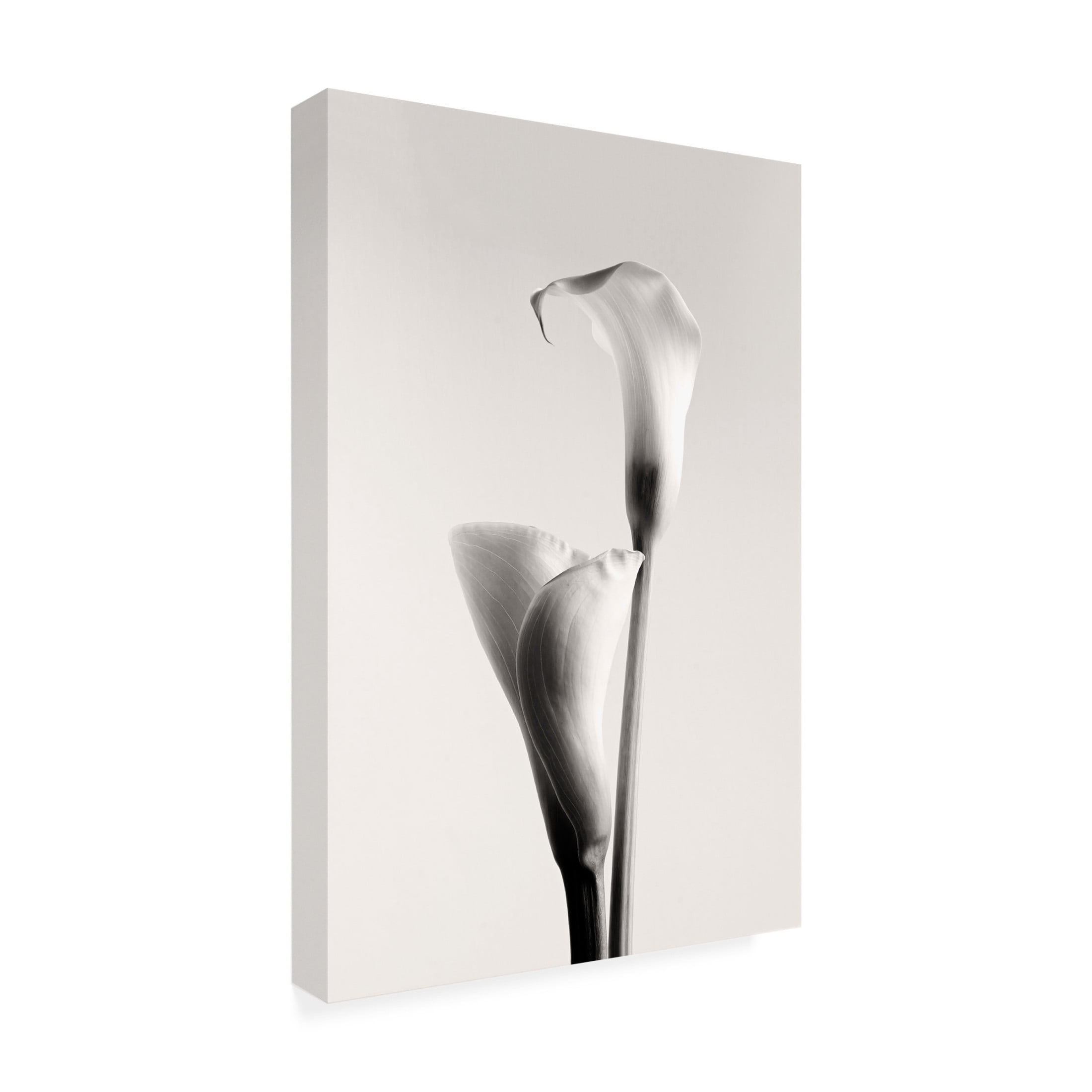 Canvas Wall Art - Calin Hanchevici 'Calla' Wall Art for Living Room, Bedroom, or Office Décor by Trademark Fine Art - 22 x 32 Inches