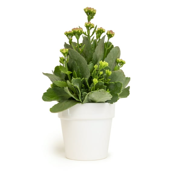 Altman Plants 3.5" Assorted Kalanchoe in White Ceramic Pot