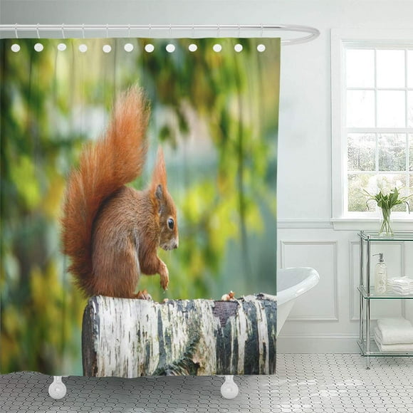 YUSDECOR Brown The Red Squirrel Eurasian is Species of Tree Bathroom Decor Bath Shower Curtain 60x72 inch