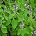 thumbnail image 3 of Holy Basil Tulsi Basil Plant Herbs Certified Organic 3.5 inch pots, 3 of 6