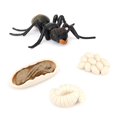 thumbnail image 1 of de SimulacióN  de Vida Animal, Modelo de  de Crecimiento de Insectos Figuras de AccióN de Vida Juguetes Educativos para NiñOs  Negras, 1 of 1