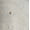 Light Tint Wash, variant on No Boundaries Low Rise Cotton Baggy Jeans, 31.5'' Inseam, Women's 00-26W