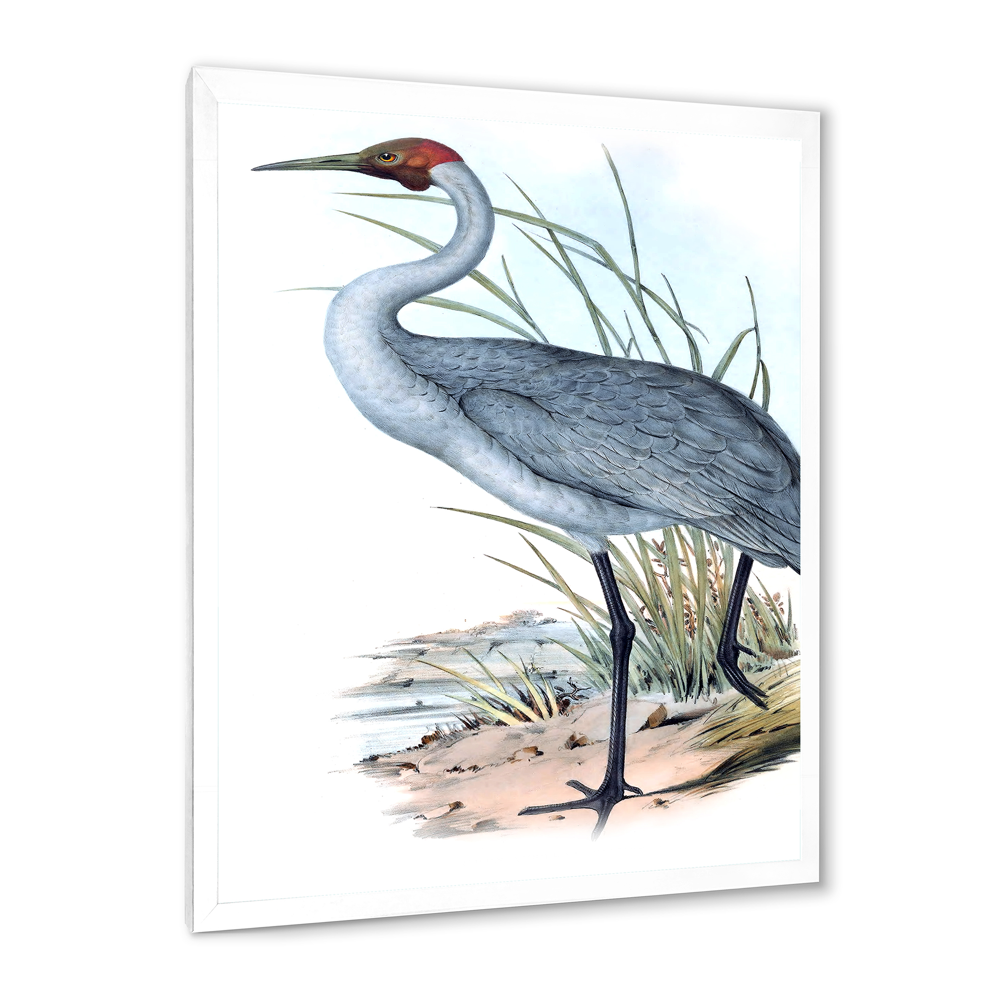 Designart 'Ancient Australian Birds V' Traditional Framed Art Print