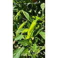 thumbnail image 4 of Plant Good Seed Shishito Pepper Seeds - Sun-Loving Capsicum Annuum, Use for Asian Cuisine Organic Farming - 30 Seeds, 4 of 4