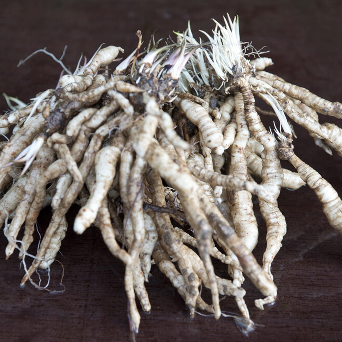 Van Zyverden Tall Phlox Red Riding Hood Set of 5 Roots Red Partial Sun Perennial Pollinator 1 lb
