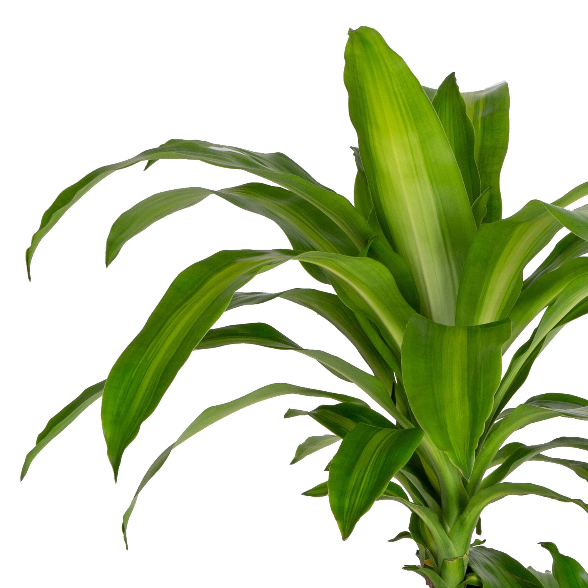 Plants with Benefits by Costa Farms 15" Foliage Assorted House Plant in 10" Grower Pot