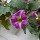 thumbnail image 4 of Enredadera de flores artificiales moradas con 33 rosas | Decoración de pared de 180 cm | Vegetación artificial impermeable y resistente al sol para decoración del hogar, 4 of 6
